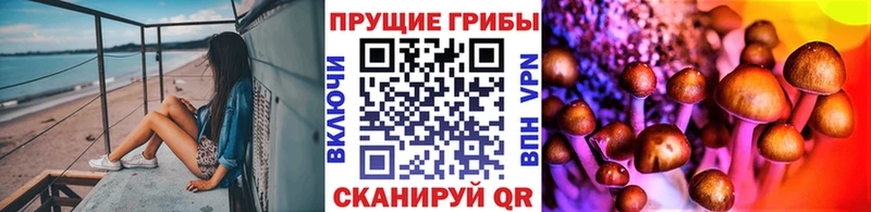 Псилоцибиновые грибы Psilocybe Ладушкин